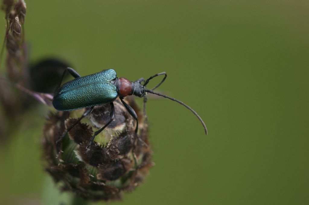 Gaurotes virginea thalassina ?